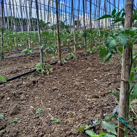 Ponterosa Lantgård *