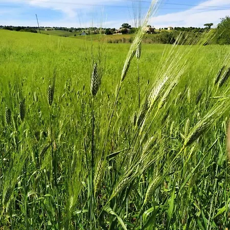 彭特罗萨农场酒店 农家乐 *
