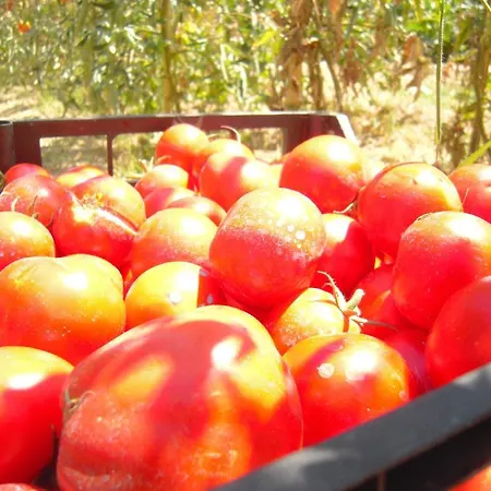 彭特罗萨农场酒店 农家乐